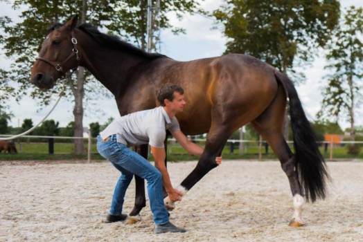 Ten best stretches to do with your horse